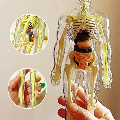 Ljudsko tijelo – tijelo za učenje anatomije