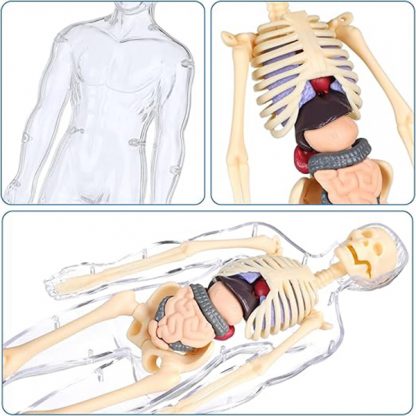 Ljudsko tijelo – tijelo za učenje anatomije